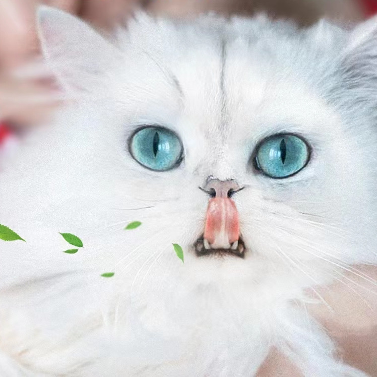 ctpet Mily Zhang tell you something about catnip