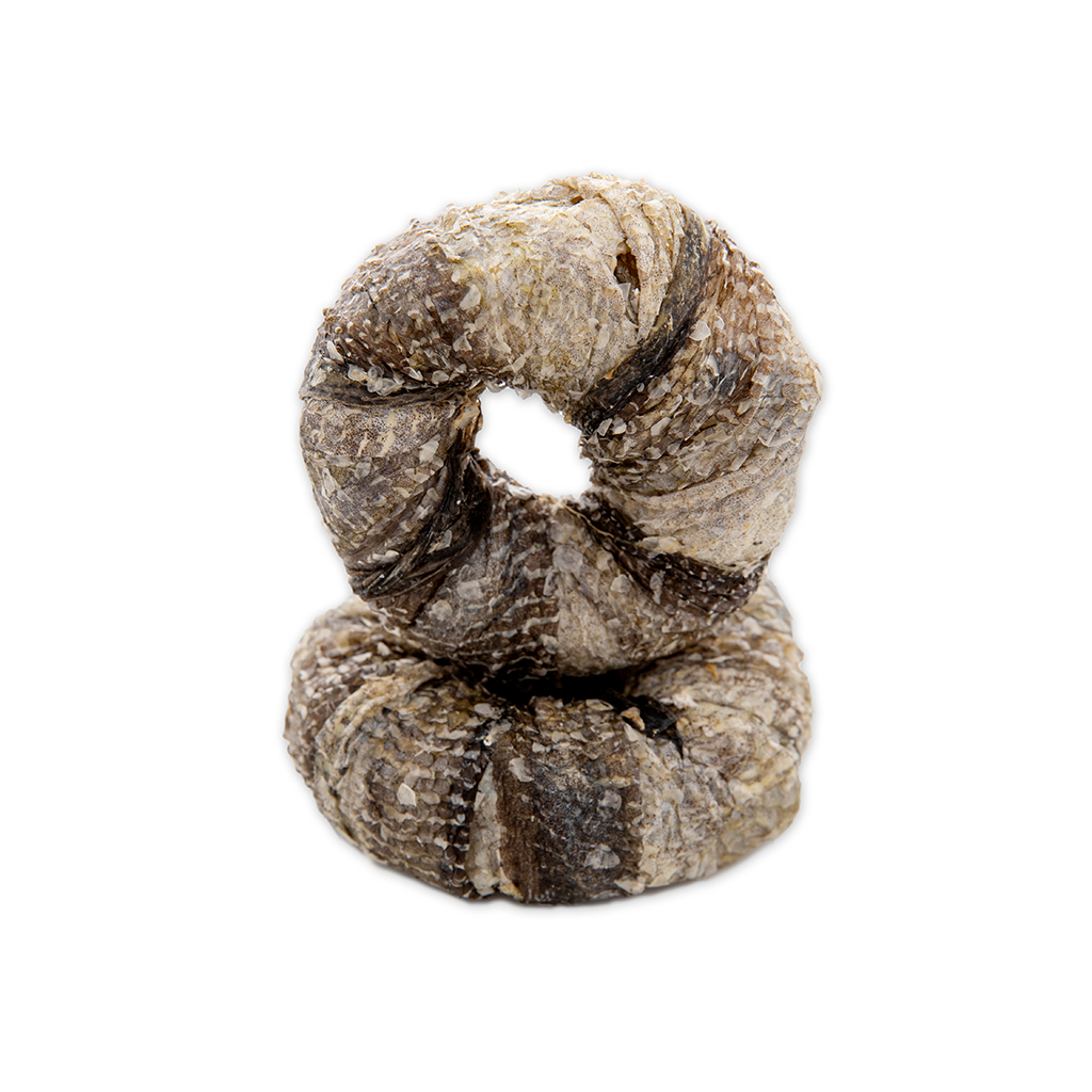 Fish skin with rawhide ring