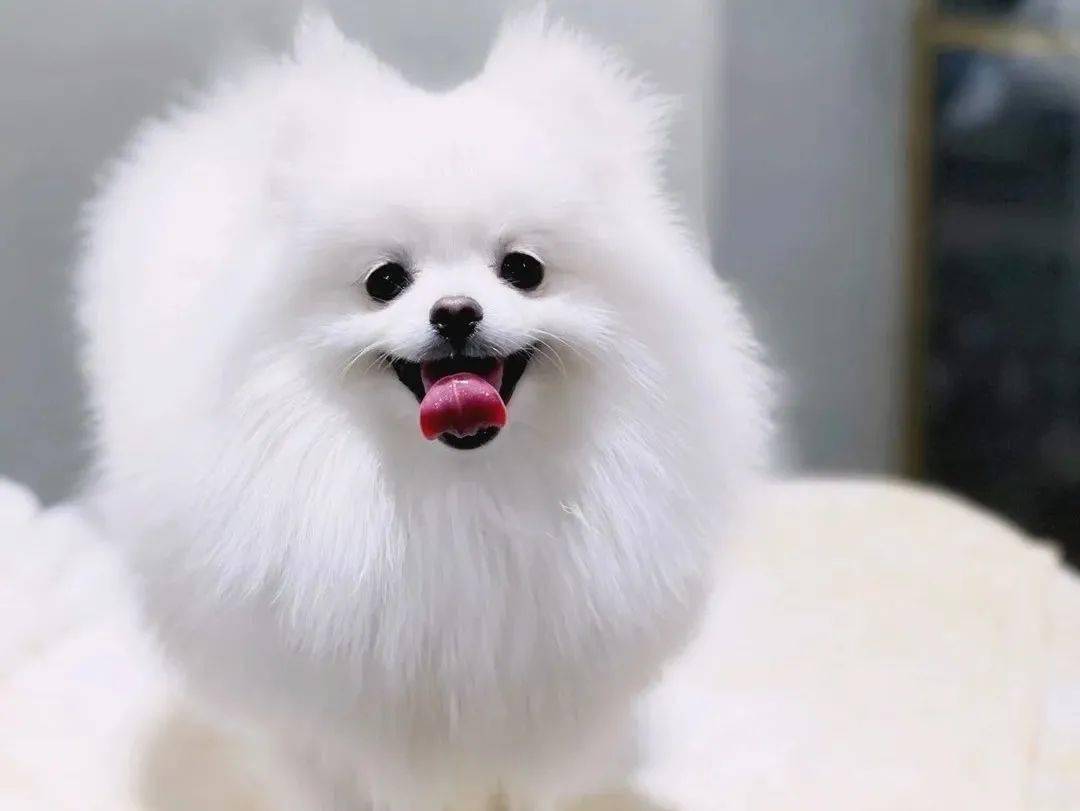 Several foods that can improve rough hair in pet dogs