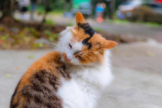 What causes cats to "lick their fur frequently"?  How to solve cat "hairy ball disease"?