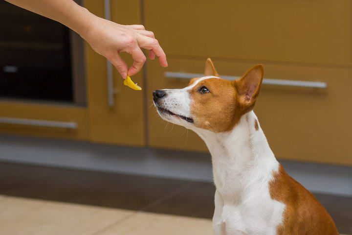 Nutritional Effects Of Faty Acid On Pets