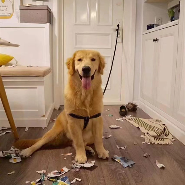 Why do dogs like to dig holes?